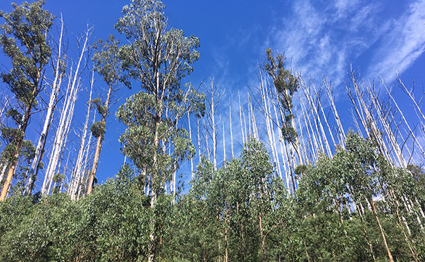 The tops of trees in a dense forest, showing that most of the trees have lost their upper leaves to forest fires.