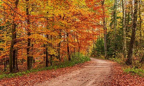 a road surrounded by trees in peak autumn