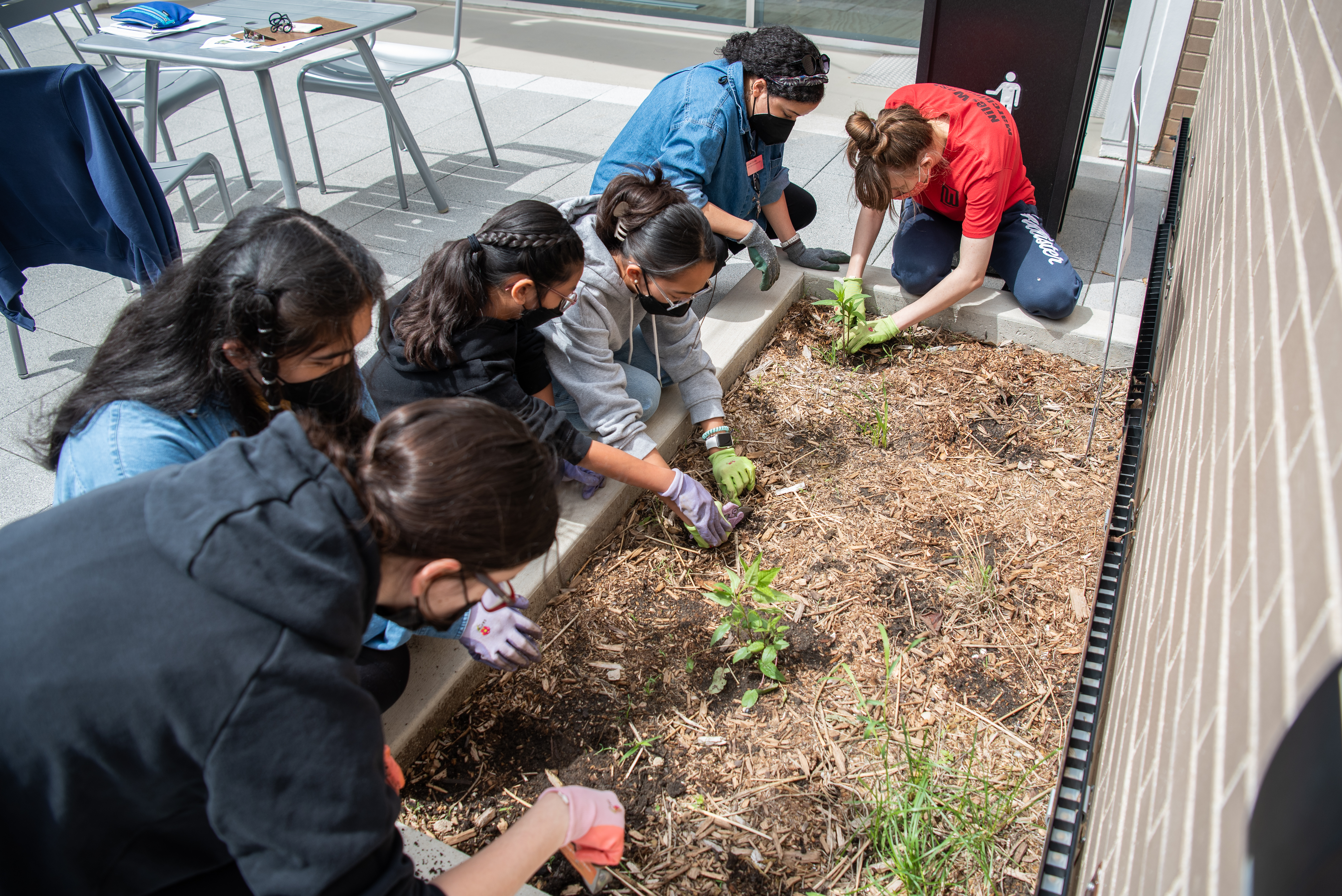 teens planting milkweed plants